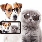 ペットモデルになるには?エムドッグス口コミと評判